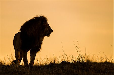 Africa, Kenya, Masai Mara, Narok County. Silhouette of a lion Foto de stock - Con derechos protegidos, Código: 862-08090693