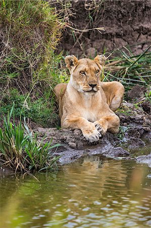 simsearch:862-07690369,k - Africa, Kenya, Masai Mara, Narok County. A Lioness resting by the river Photographie de stock - Rights-Managed, Code: 862-08090703