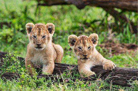 simsearch:862-08090773,k - Africa, Kenya, Narok County, Masai Mara National Reserve. Two watchful lion cubs. Foto de stock - Con derechos protegidos, Código: 862-08090714