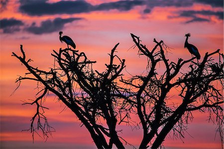 simsearch:862-08090754,k - Africa, Kenya, Narok County, Masai Mara National Reserve. Silhouette of Crested cranes against the sunset. Photographie de stock - Rights-Managed, Code: 862-08090715