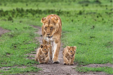 simsearch:862-08090708,k - Africa, Kenya, Narok County, Masai Mara National Reserve. A Lioness and her cubs. Foto de stock - Con derechos protegidos, Código: 862-08090717