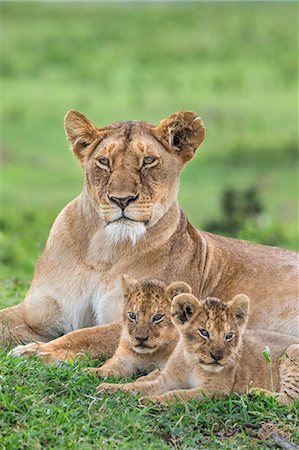 simsearch:862-08090810,k - Africa, Kenya, Narok County, Masai Mara National Reserve. A Lioness and her cubs. Foto de stock - Con derechos protegidos, Código: 862-08090711
