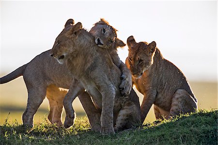 simsearch:862-06542236,k - Africa, Kenya, Narok County, Masai Mara National Reserve. Young Lions playing in the early morning light. Photographie de stock - Rights-Managed, Code: 862-08090734