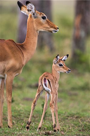 simsearch:862-08090754,k - Africa, Kenya, Narok County, Masai Mara National Reserve. Female Impala and her calf. Photographie de stock - Rights-Managed, Code: 862-08090735