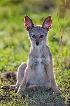 Africa, Kenya, Narok County, Masai Mara National Reserve. A watchful Jackal Photographie de stock - Rights-Managed, Code: 862-08090736