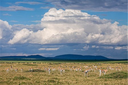 simsearch:862-08090739,k - Africa, Kenya, Narok County, Masai Mara National Reserve. A herd of Thomson's gazelle. Stock Photo - Rights-Managed, Code: 862-08090739