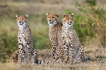 simsearch:862-08090773,k - Africa, Kenya, Narok County, Masai Mara National Reserve. Cheetahs Foto de stock - Con derechos protegidos, Código: 862-08090732