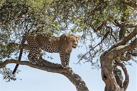 simsearch:862-08090014,k - Africa, Kenya, Narok County, Masai Mara National Reserve. Leopard in a tree. Foto de stock - Con derechos protegidos, Código: 862-08090746