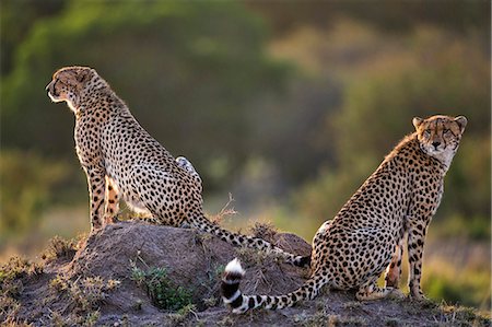 simsearch:862-08090773,k - Africa, Kenya, Narok County, Masai Mara National Reserve. Two Cheetahs sitting on a termite mound. Foto de stock - Con derechos protegidos, Código: 862-08090747