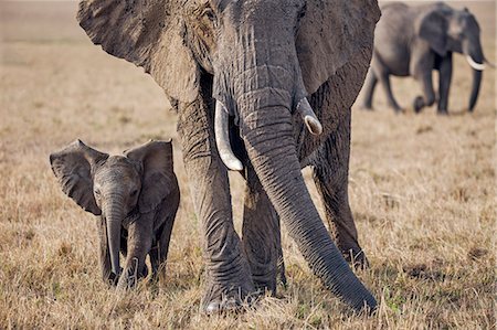 simsearch:862-06542236,k - Africa, Kenya, Narok County, Masai Mara National Reserve. Elephant and calf. Photographie de stock - Rights-Managed, Code: 862-08090748