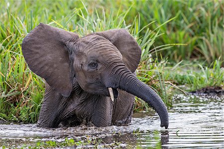simsearch:862-03807729,k - Africa, Kenya, Narok County, Masai Mara National Reserve. A Young Elephant calf playing in water. Foto de stock - Con derechos protegidos, Código: 862-08090741