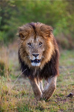 simsearch:862-07910840,k - Africa, Kenya, Narok County, Masai Mara National Reserve. Dark-maned Lion Foto de stock - Con derechos protegidos, Código: 862-08090742