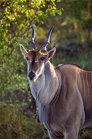 simsearch:862-03890045,k - Africa, Kenya, Narok County, Masai Mara National Reserve. Eland Foto de stock - Con derechos protegidos, Código: 862-08090755