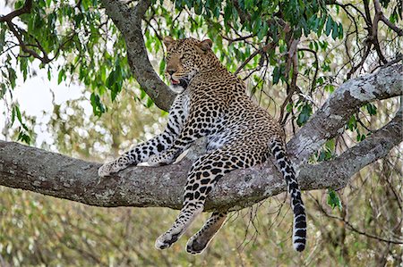 simsearch:862-08090839,k - Africa, Kenya, Narok County, Masai Mara National Reserve. Leopard sitting in a tree. Photographie de stock - Rights-Managed, Code: 862-08090756