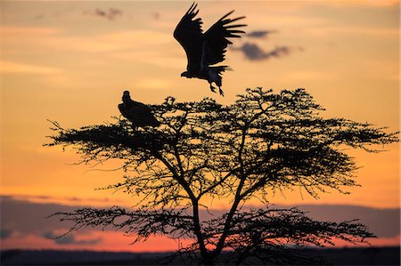 simsearch:862-08090754,k - Africa, Kenya, Narok County, Masai Mara National Reserve. Silhouette of Vultures in a tree at sunset. Photographie de stock - Rights-Managed, Code: 862-08090758