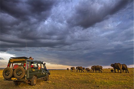 simsearch:862-08090758,k - Africa, Kenya, Narok County, Masai Mara National Reserve. A safari vehicle watching an elephant herd. Photographie de stock - Rights-Managed, Code: 862-08090751