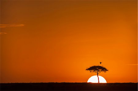 silhouettes of african birds - Africa, Kenya, Narok County, Masai Mara National Reserve. Sunset on the plains. Stock Photo - Rights-Managed, Code: 862-08090752