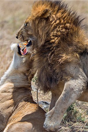 Africa, Kenya, Narok County, Masai Mara National Reserve. Lions mating. Photographie de stock - Rights-Managed, Code: 862-08090764