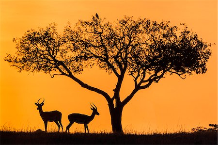 simsearch:862-08719156,k - Africa, Kenya, Narok County, Masai Mara National Reserve. Silhouettes of two Impalas at sunset Foto de stock - Con derechos protegidos, Código: 862-08090767