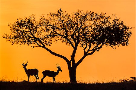 simsearch:862-07910226,k - Africa, Kenya, Narok County, Masai Mara National Reserve. Silhouettes of two Impalas at sunset Photographie de stock - Rights-Managed, Code: 862-08090767