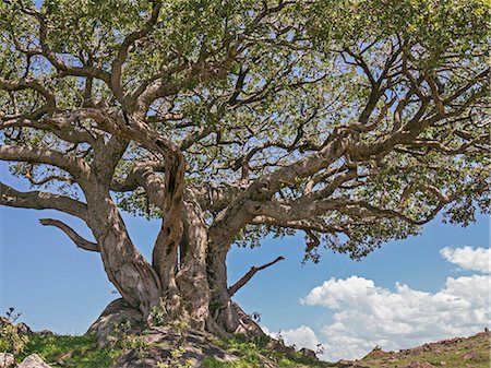 simsearch:841-03517716,k - Africa, Kenya, Narok County, Masai Mara National Reserve. Leoppard sleeping in a fig tree. Photographie de stock - Rights-Managed, Code: 862-08090768