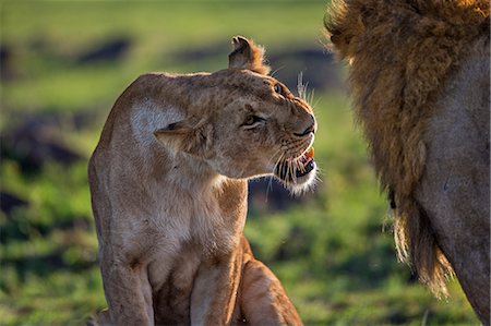 simsearch:862-07910840,k - Africa, Kenya, Narok County, Masai Mara National Reserve. Lioness snarling at a lion. Foto de stock - Con derechos protegidos, Código: 862-08090769