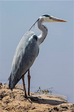 simsearch:862-08090754,k - Africa, Kenya, Narok County, Masai Mara National Reserve. Grey Heron. Photographie de stock - Rights-Managed, Code: 862-08090763
