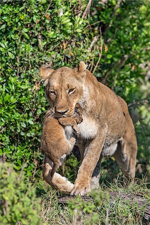 simsearch:862-08090773,k - Africa, Kenya, Narok County, Masai Mara National Reserve. Lioness carring her cub. Foto de stock - Con derechos protegidos, Código: 862-08090776