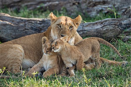 simsearch:862-08090770,k - Africa, Kenya, Narok County, Masai Mara National Reserve. Lioness and her cubs Stock Photo - Rights-Managed, Code: 862-08090779