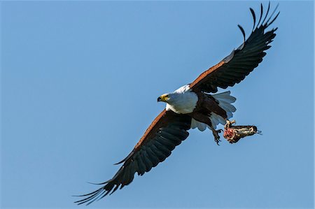 simsearch:862-03438038,k - Africa, Kenya, Narok County, Masai Mara National Reserve. Fish eagle with a catfish. Stock Photo - Rights-Managed, Code: 862-08090770