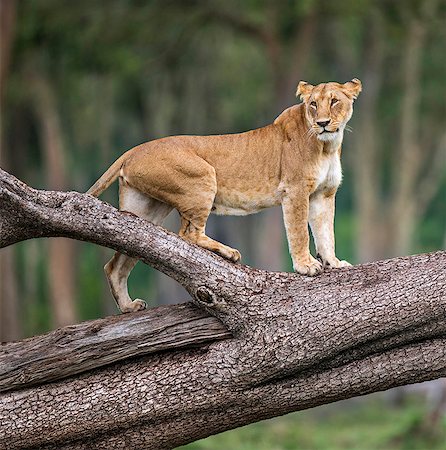 simsearch:862-07495999,k - Africa, Kenya, Narok County, Masai Mara National Reserve. A Lioness watching from a tree trunk. Stockbilder - Lizenzpflichtiges, Bildnummer: 862-08090786