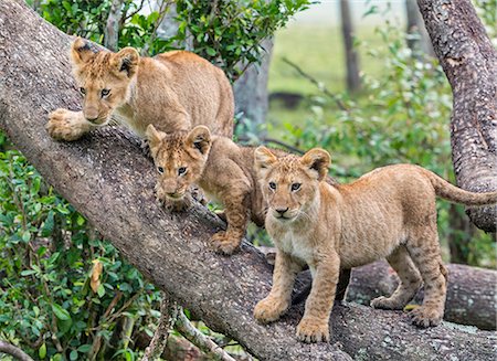 simsearch:862-08090708,k - Africa, Kenya, Narok County, Masai Mara National Reserve. Lion cubs on a tree trunk. Foto de stock - Con derechos protegidos, Código: 862-08090788