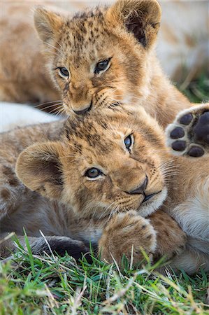 simsearch:862-08090773,k - Africa, Kenya, Narok County, Masai Mara National Reserve. Lion cubs playing. Foto de stock - Con derechos protegidos, Código: 862-08090780