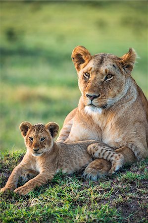 simsearch:862-08090820,k - Africa, Kenya, Narok County, Masai Mara National Reserve. Lioness and her cub. Photographie de stock - Rights-Managed, Code: 862-08090783