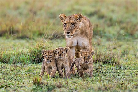 simsearch:862-08090855,k - Africa, Kenya, Narok County, Masai Mara National Reserve. Lioness and her cubs Fotografie stock - Rights-Managed, Codice: 862-08090794