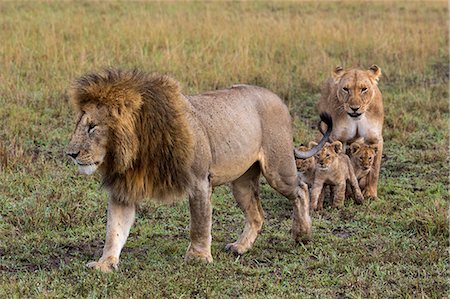 Africa, Kenya, Narok County, Masai Mara National Reserve. Family of lions. Stock Photo - Rights-Managed, Code: 862-08090796