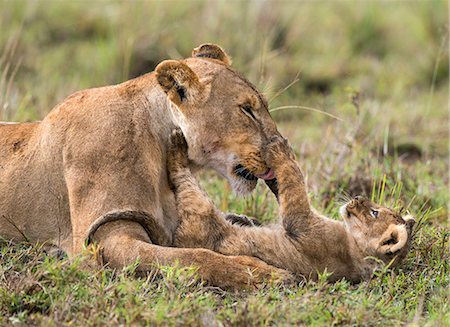 simsearch:862-08090839,k - Africa, Kenya, Narok County, Masai Mara National Reserve. Lioness and her cub. Photographie de stock - Rights-Managed, Code: 862-08090799