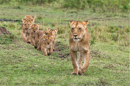 simsearch:862-08090773,k - Africa, Kenya, Narok County, Masai Mara National Reserve. Lioness and her cubs Foto de stock - Con derechos protegidos, Código: 862-08090790