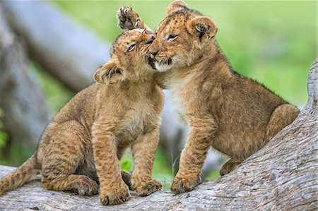 Africa, Kenya, Narok County, Masai Mara National Reserve. Lion cubs playing. Stock Photo - Rights-Managed, Code: 862-08090791