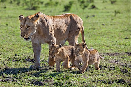 simsearch:862-08090754,k - Africa, Kenya, Narok County, Masai Mara National Reserve. Lioness and her cubs Photographie de stock - Rights-Managed, Code: 862-08090805