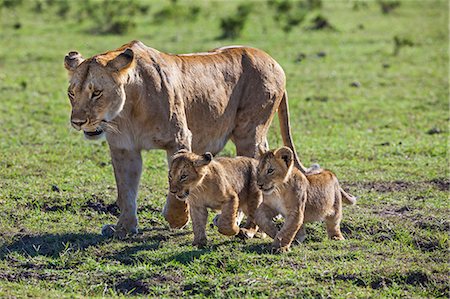 simsearch:862-08090758,k - Africa, Kenya, Narok County, Masai Mara National Reserve. Lioness and her cubs Photographie de stock - Rights-Managed, Code: 862-08090805