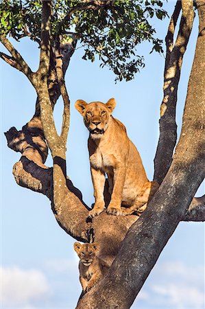 simsearch:862-08090758,k - Africa, Kenya, Narok County, Masai Mara National Reserve. Lioness and her cubs in a tree. Photographie de stock - Rights-Managed, Code: 862-08090806