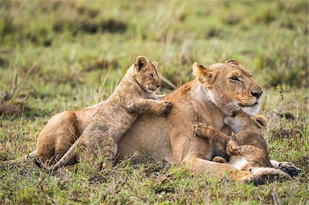 simsearch:862-08090855,k - Africa, Kenya, Narok County, Masai Mara National Reserve. Lioness and her cubs Fotografie stock - Rights-Managed, Codice: 862-08090800