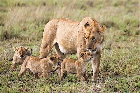 simsearch:862-08090770,k - Africa, Kenya, Narok County, Masai Mara National Reserve. Lioness and her cubs Stock Photo - Rights-Managed, Code: 862-08090802