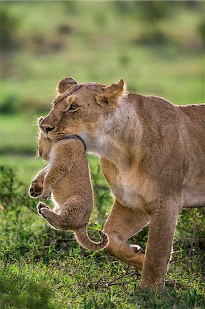 simsearch:862-08090758,k - Africa, Kenya, Narok County, Masai Mara National Reserve. Lioness carring her cub. Photographie de stock - Rights-Managed, Code: 862-08090814