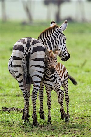 simsearch:862-08091506,k - Africa, Kenya, Narok County, Masai Mara National Reserve. A Zebra and her foal. Stockbilder - Lizenzpflichtiges, Bildnummer: 862-08090819