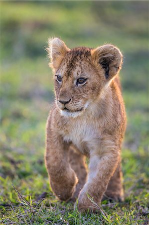 Africa, Kenya, Narok County, Masai Mara National Reserve. Lion cub Photographie de stock - Rights-Managed, Code: 862-08090810