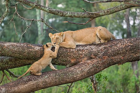 simsearch:862-08090758,k - Africa, Kenya, Narok County, Masai Mara National Reserve. Lioness and her cub. Photographie de stock - Rights-Managed, Code: 862-08090812