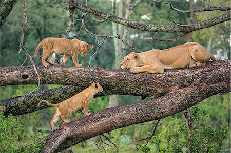 simsearch:862-05998475,k - Africa, Kenya, Narok County, Masai Mara National Reserve. Lioness and her cubs Photographie de stock - Rights-Managed, Code: 862-08090813