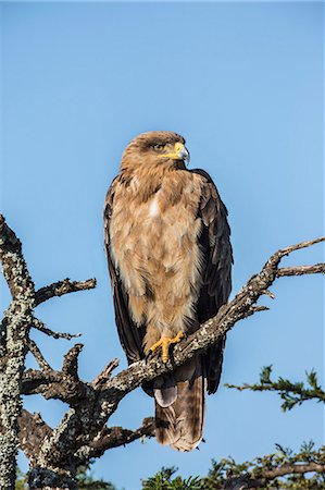 simsearch:862-08091506,k - Kenya, Laikipia County, Laikipia. A Steppe Eagle. Stockbilder - Lizenzpflichtiges, Bildnummer: 862-08090835